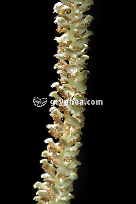 Noisetier (Coryllus avellana) - fleurs mâles dans un chaton - gryphea.com